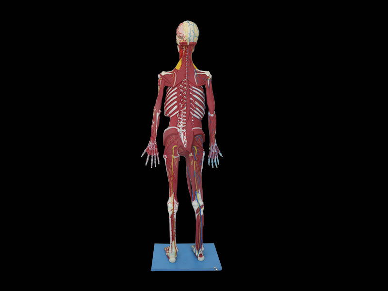 Whole Body Soft Silicone Anatomy Model