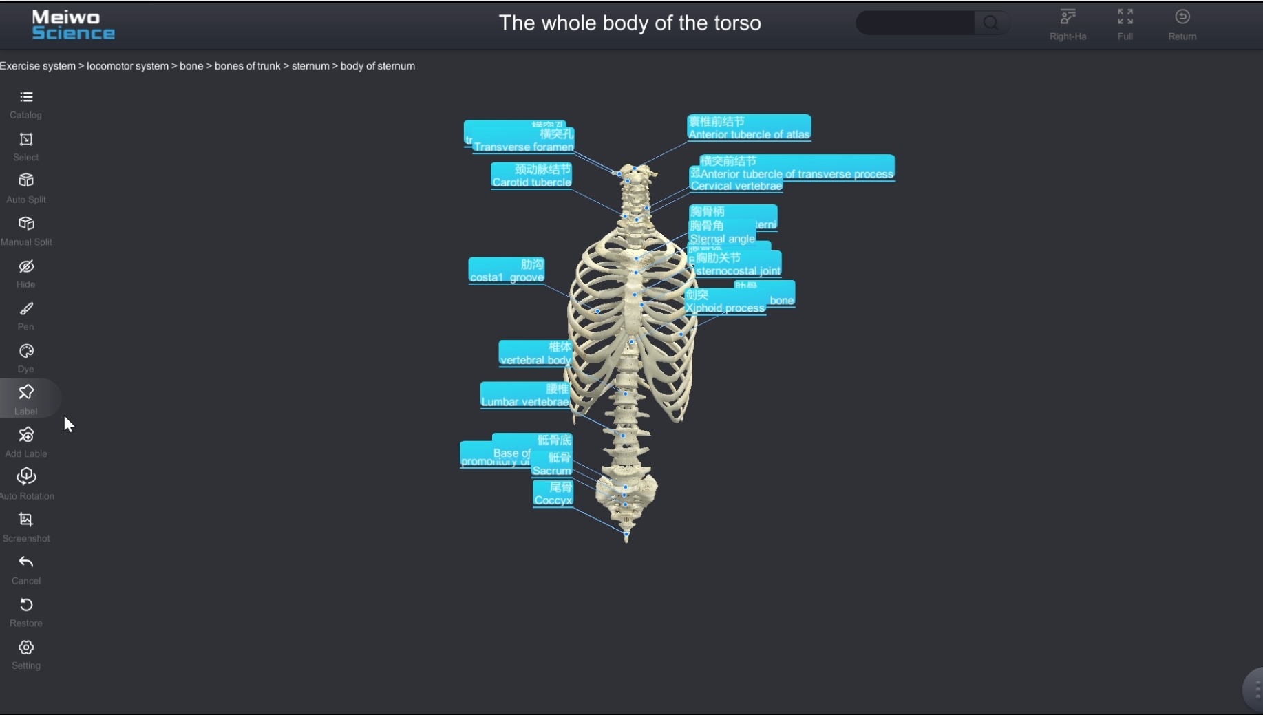 3d system anatomy