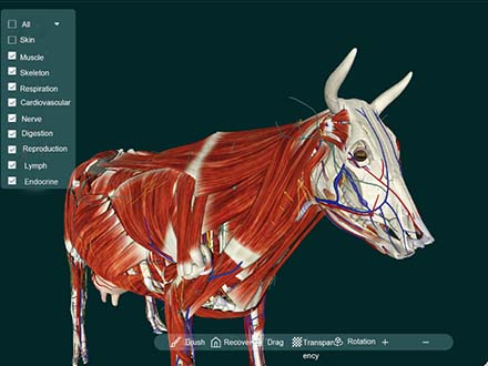 3d animal software