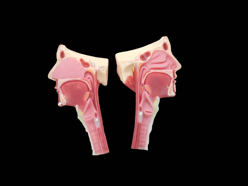 Nose, Throat and Trachea Silicone Anatomy Model