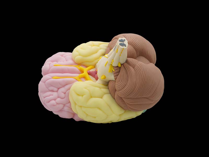 Brain Anatomy Model Price