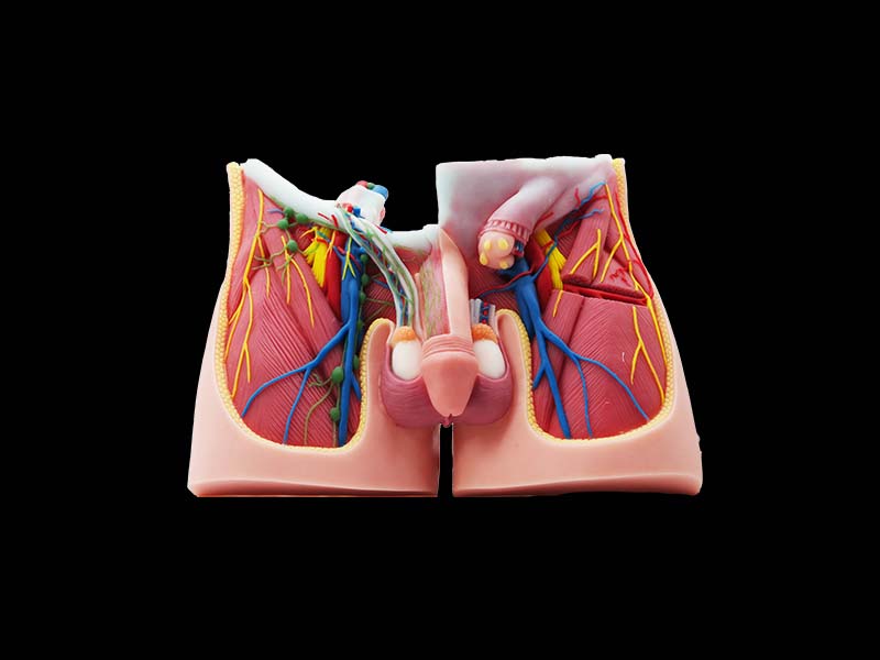 Groin Silicone Anatomy Model for Sale