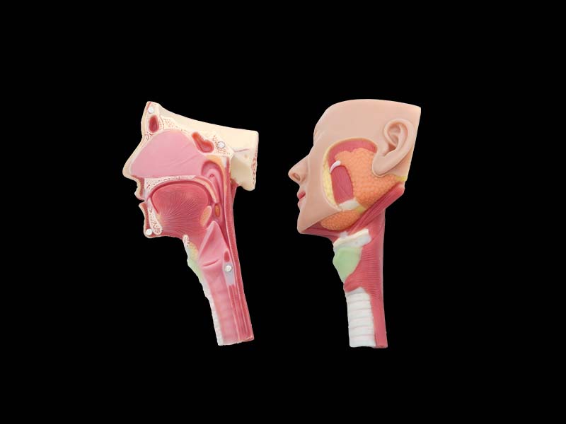 Nose, Throat and Trachea Anatomy Model for Sale