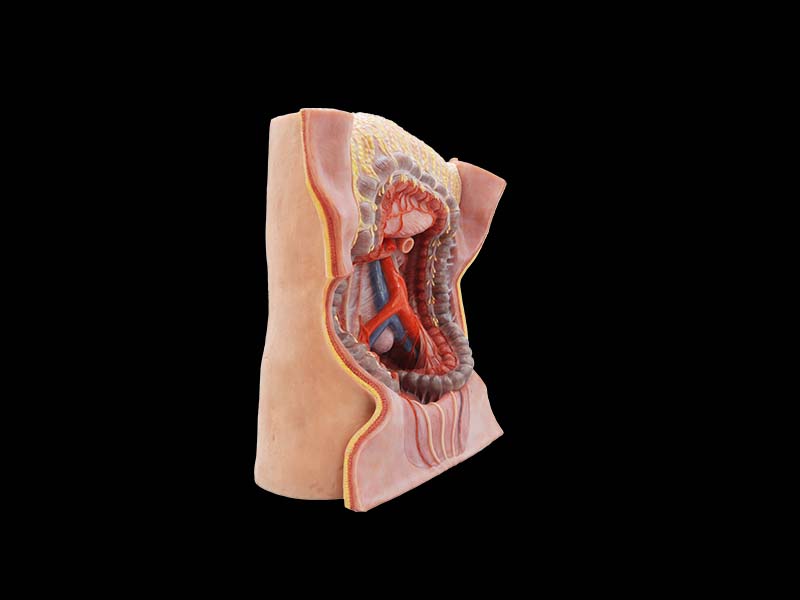 Inferior Mesenteric Artery Simulation Anatomy Model Price