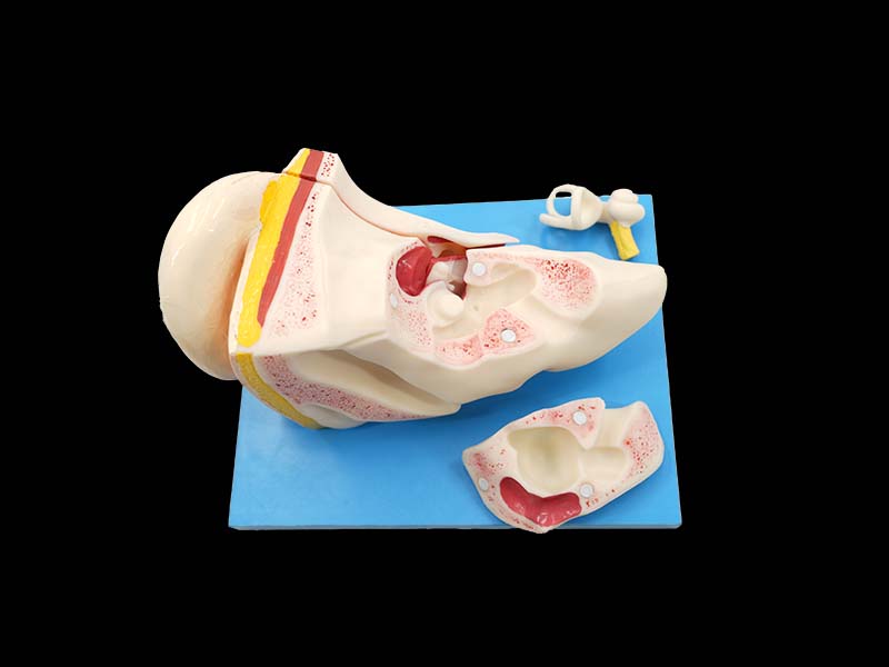 Left Ear Structure Model Price