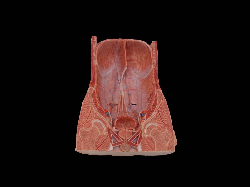Silicone Anterior Abdominal Wall and Inguinal Hernia Anatomy Model