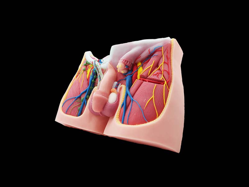 Groin Silicone Anatomy Model Price