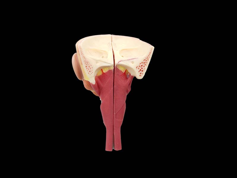 Nose, Throat and Trachea Anatomy Model Price