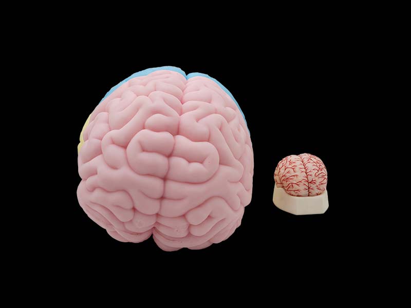 Soft Brain Anatomy Model