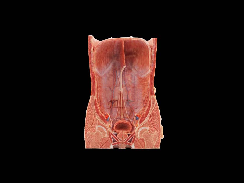 Anterior Abdominal Wall and Inguinal Hernia Anatomy Model Pricel