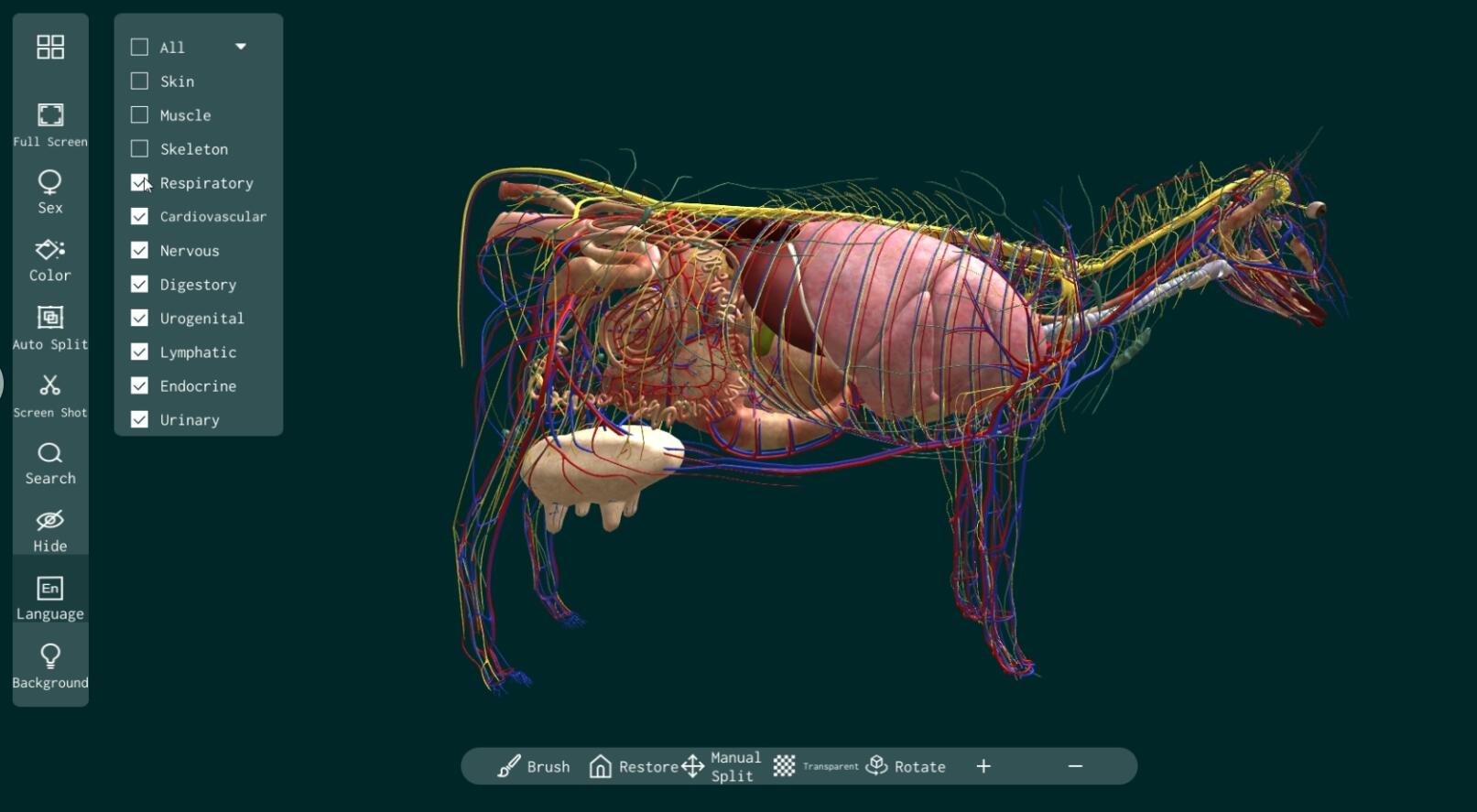 3d cattle anatomy