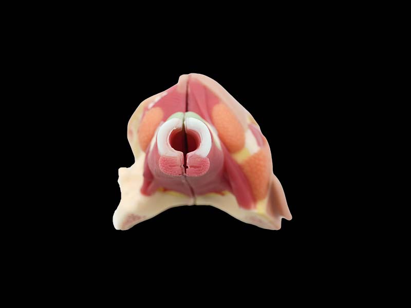 Human Nose, Throat and Trachea Anatomy Model