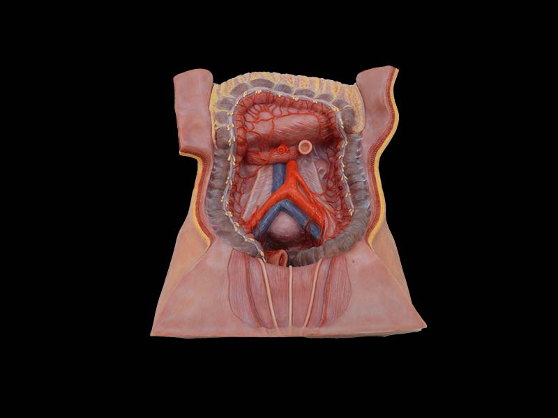 Soft Inferior Mesenteric Artery Simulation Anatomy Model