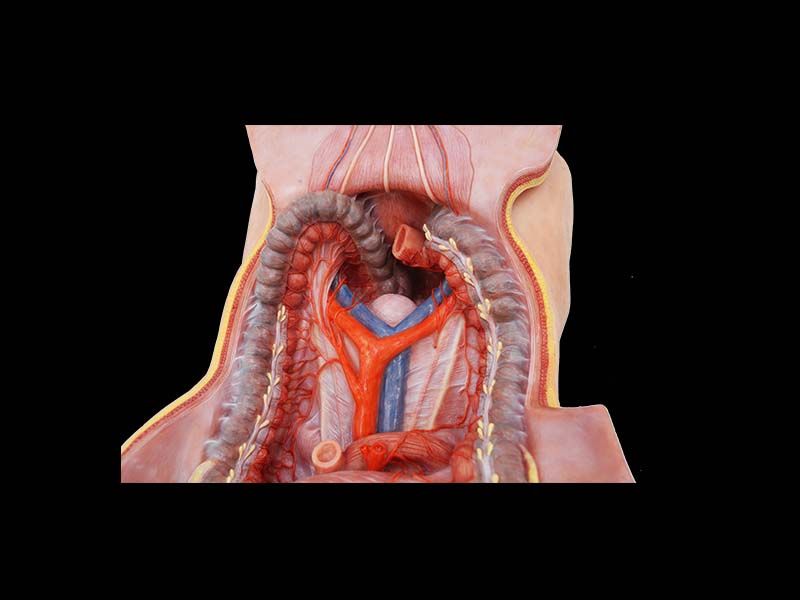 Silicone Inferior Mesenteric Artery Simulation Anatomy Model