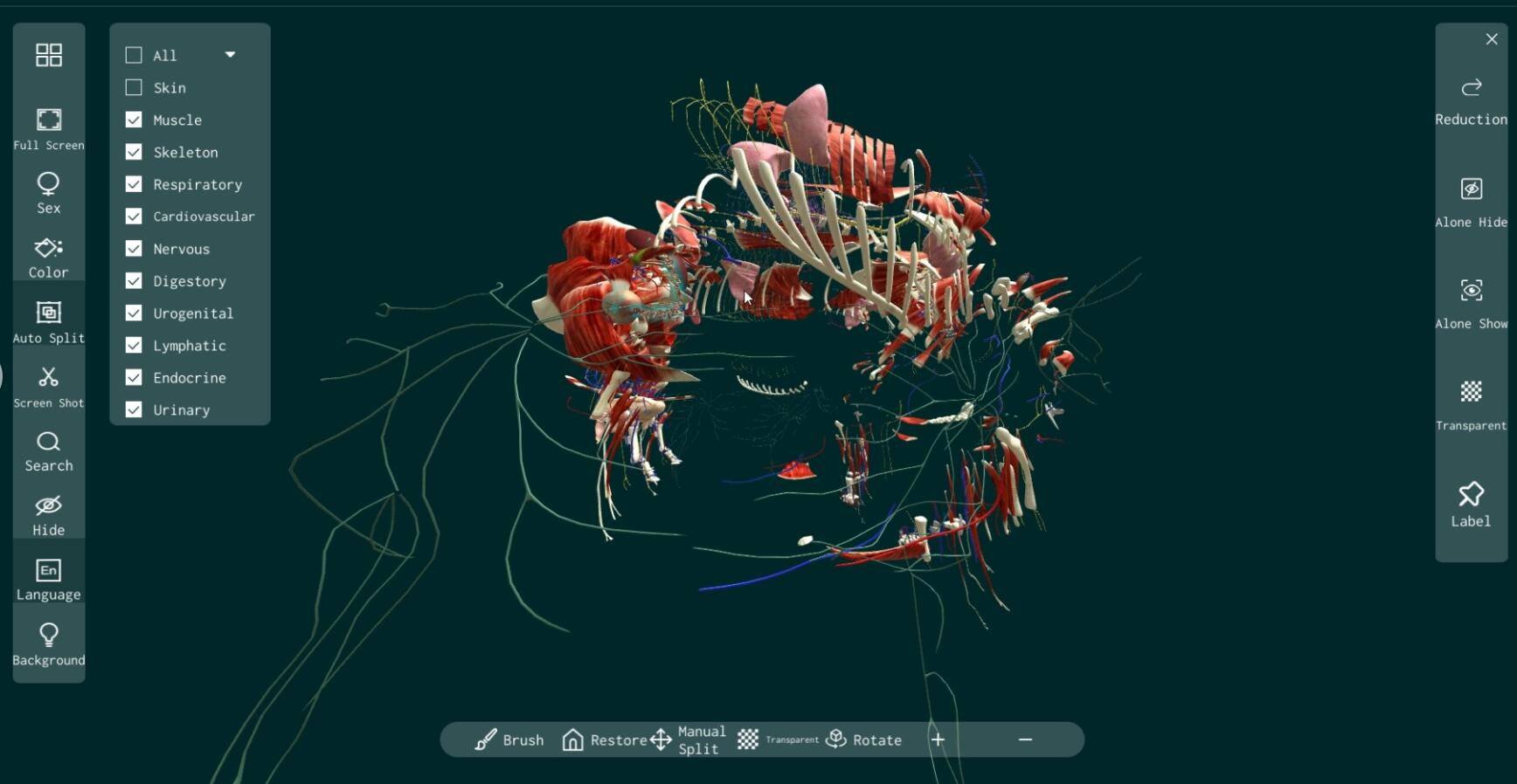 3d cattle anatomy online