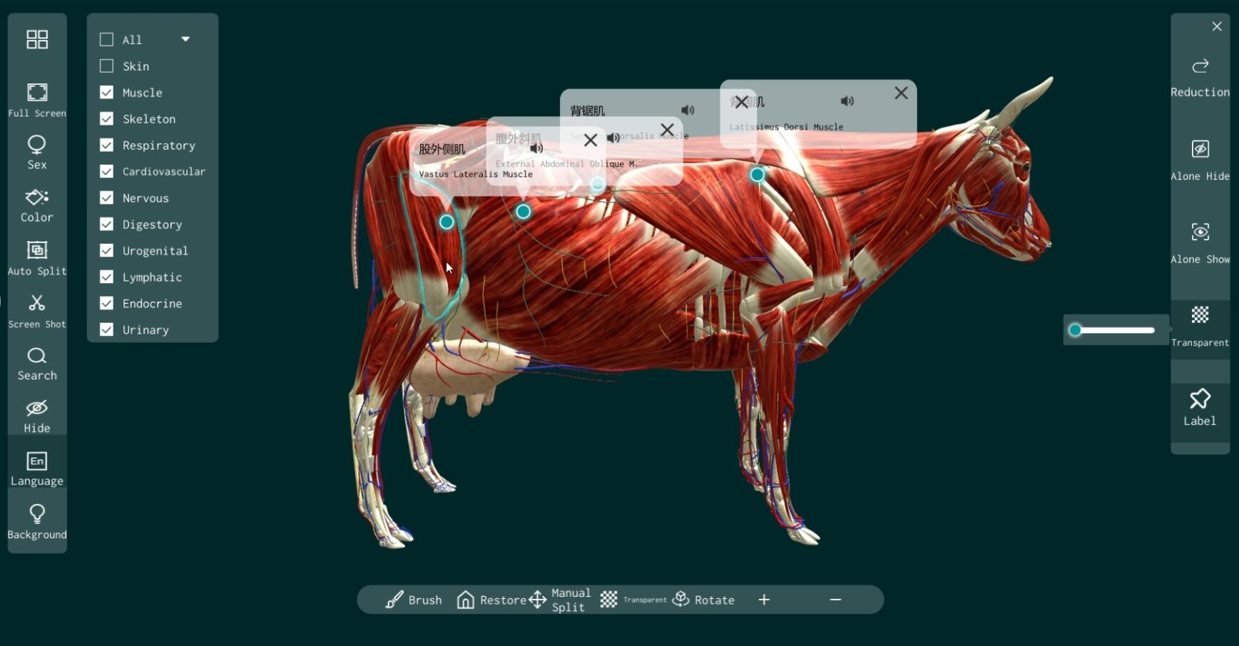 cow anatpmy software online