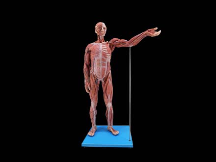 80cm Muscles Anatomy of Human Body Model