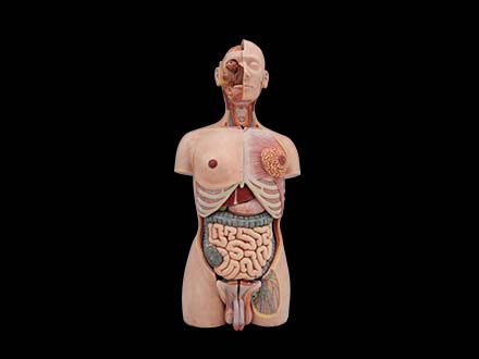 85cm human torso anatomy model