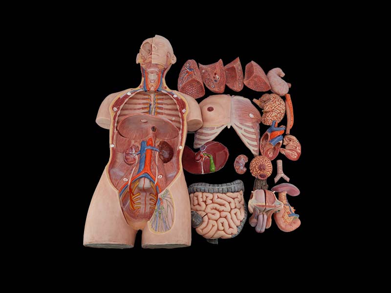 85cm human torso model