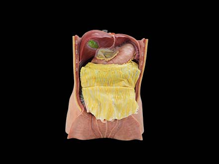 Abdominal Cavity and Greater Omentum Model