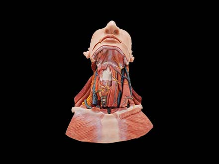 anatomical of neck anatomy model