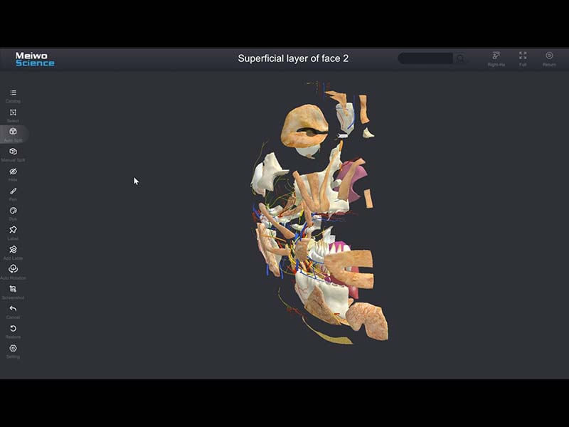 sectional anatomy software