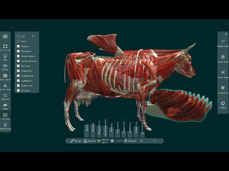 cow anatomy software