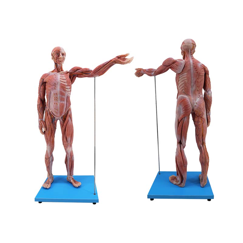 80cm human body model