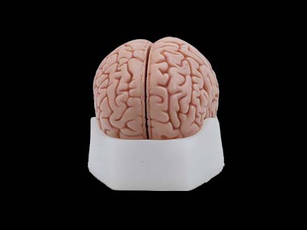 brain anatomy model