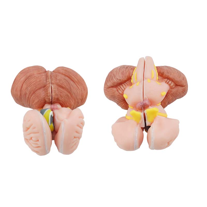 Brainstem, Diencephalon, Thalamic Nucleus, Cerebellum and Fourth Ventricle Anatomy Model