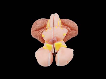 Brainstem, Diencephalon, Thalamic Nucleus, Cerebellum and Fourth Ventricle Model