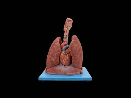 Cardiopulmonary Respiratory System Model