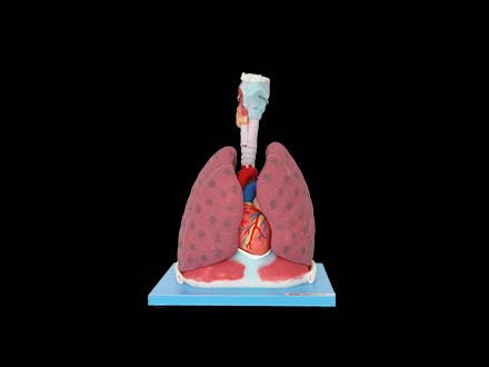 Heart and Lungs Anatomy Model