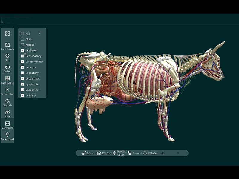 3d cow anatomy software