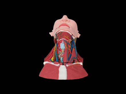 Comprehensive Anatomy of Anterior, Middle and Posterior Neck Model