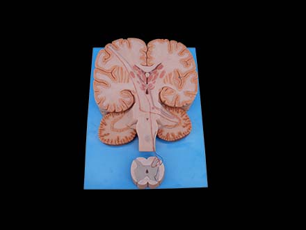 Conduction Bundle of Vertebral System Anatomy Model