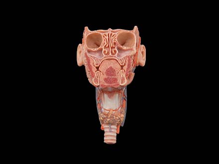 coronal section of face and larynx silicone model