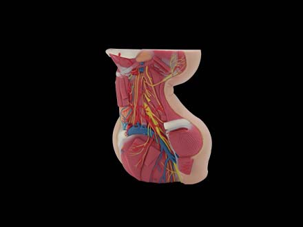 Deep Anatomy of Neck Model