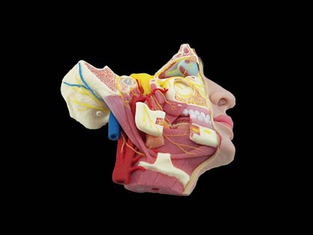 Deep Facial Anatomy and Trigeminal Nerve Distribution Model