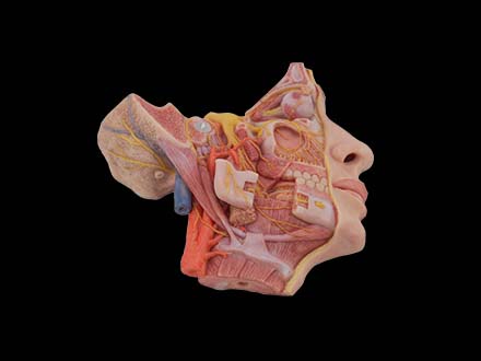 Deep Facial Anatomy and Trigeminal Nerve Distribution Model