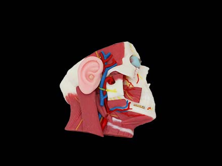 Deep Structure of Parotid Gland Anaomy Model