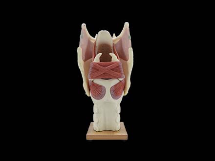 enlarged larynx model