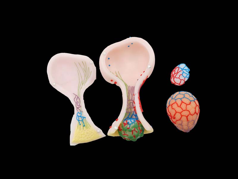 Pituitary Gland Model