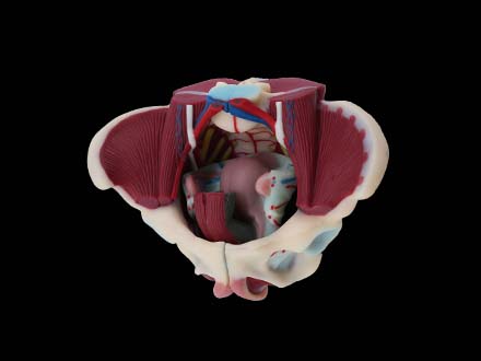 Female Pelvis With Muscles and Uterus Model