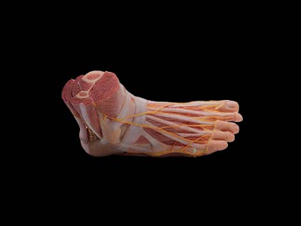 foot anatomy model