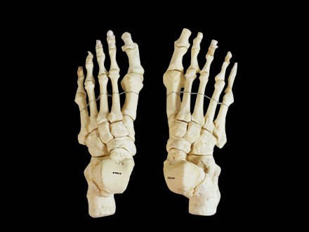 bones of foot skeleton model,skeleton and skull,anatomy teaching model
