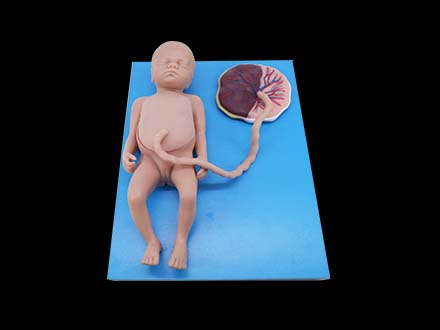 Full-term Fetal Blood Circulation with Placenta and Internal Organs Model