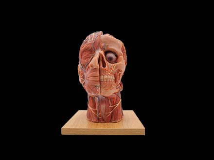 head and face anatomy model for sale