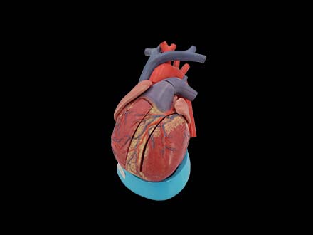 heart anatomy model