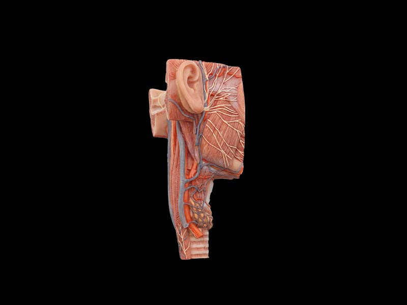 Coronal Section of Face and Larynx Model for sale